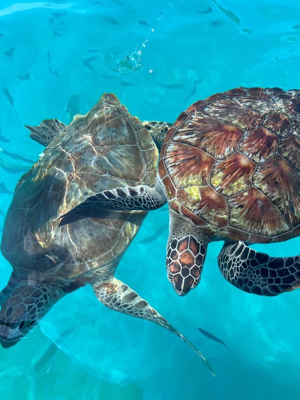 Deux tortues vertes